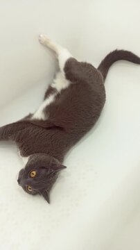 A gray-and-white cat lies upside down in a bathtub. The relaxed pose of a pet.
