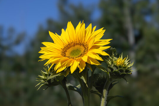 Yellow Sunflower in Full Sun Against Soft Bokeh Green and Blue Background