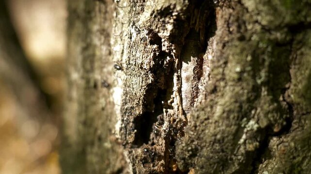 Black ants crawling on rough tree bark in forest