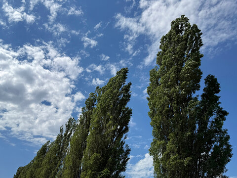 Poplar trees against cloudy sky 