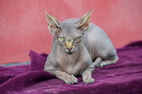 Nackte Sphynx-Katze mit gr&uuml;nen Augen liegt aufmerksam auf einer violetten Samtdecke vor rosafarbenem Hintergrund, weiches Licht betont ihre faltige Haut.