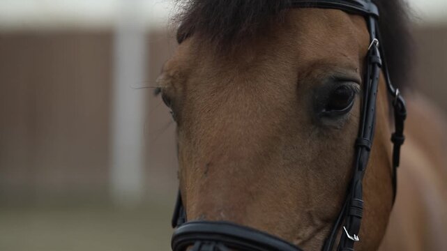 Primo piano dell&rsquo;occhio di un cavallo marrone con finimenti neri