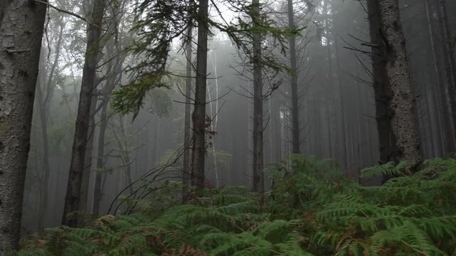 Misty forest bathed in soft, diffused daylight. Tall, slender trees stand in quiet rows. Ferns carpet the forest floor in lush green. Fog swallows distant trees, creating a mysterious depth