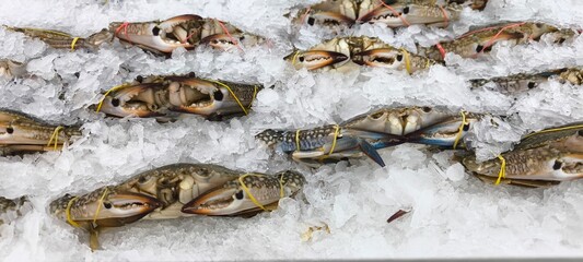 Crabs on ice at a seafood restaurant © Pisan