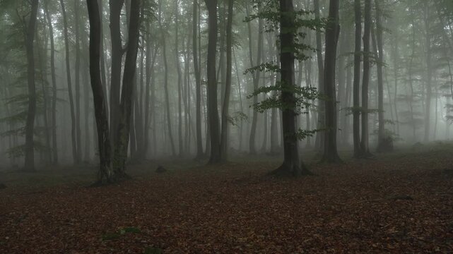 Misty forest with tall trees and fallen leaves. Damp ground covered in brown, decaying foliage. Trees lean slightly, their trunks dark and textured. Fog swirls softly, obscuring distant branches