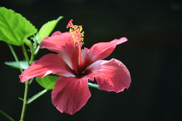 Vibrant Red Hibiscus Flower Blooming Against Moody Black Background © MDAL