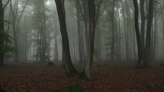 Misty forest floor covered in fallen leaves. Trees stand tall, veiled in soft, drifting fog. Dark trunks rise into hazy green canopy. Fog obscures distance, creating mysterious atmosphere