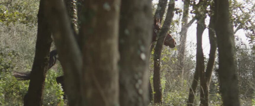 Brown horse galloping through a forest behind tree trunks