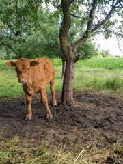 Young brown calf standing under tree in green pasture on rural farm © Dan Badiu