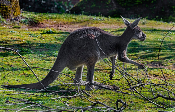 Eastern grey kangaroo on the lawn. Latin name - Macropus giganteus
