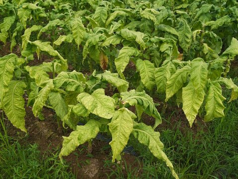 tobacco crops with poor growth in the field