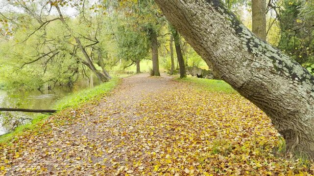 A leaf-covered path winds smoothly through an empty autumn park. Golden foliage brings a peaceful, melancholic mood in Pavlovsk Park, Russia, slow motion.