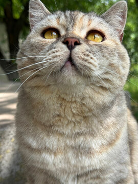 Adorable cat looking up vertical 