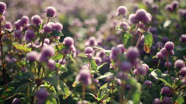 Purple Globe Amaranth Flowers Blooming in Soft Autumn Sunlight