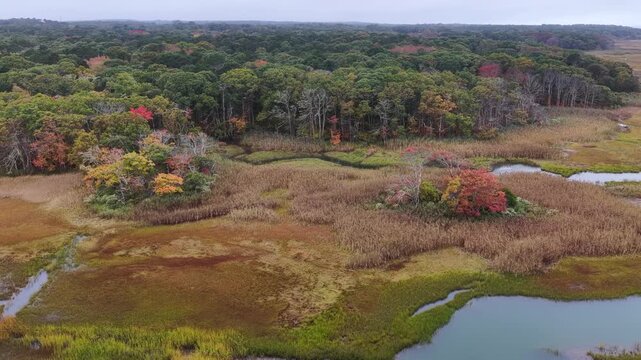 A salt marsh abuts a scenic forest on the coast of Cape Cod, Massachusetts. This beautiful destination is on the outer part of the sandy peninsula of Cape Cod, not far from the Atlantic Ocean.