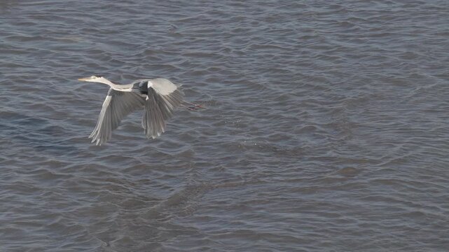 Grey Heron Low Flight Over Water After Takeoff, Wildlife Bird in 4K 120fps Slow Motion