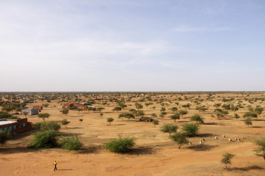 Wide Sahel landscape with acacia trees and buildings and a person walking, Sahel Region, Markoye, Burkina Faso
