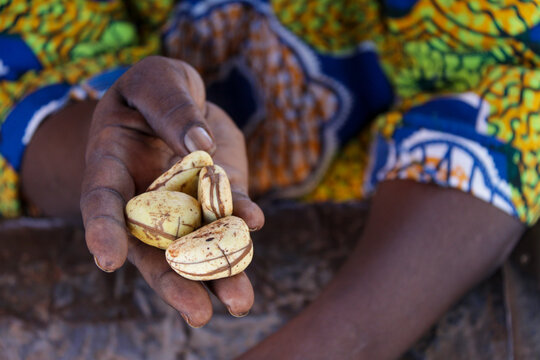 Hand holding kola nuts in front of a colorful printed fabric, Hauts-Bassins Region, Bobo Dioulasso, Burkina Faso