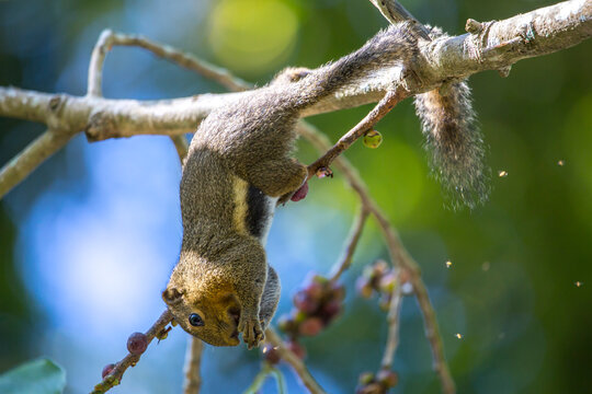 squirrel on a branch