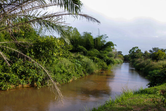 River flowing between green vegetation and palm leaves, Hauts-Bassins Region, Bobo Dioulasso, Burkina Faso