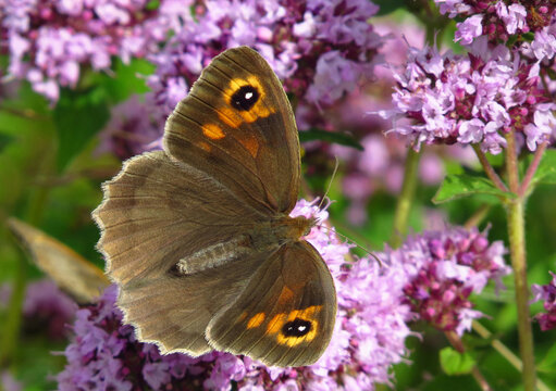 Gro&szlig;es Ochsenauge, Maniola jurtina, Weibchen, Tagfalter, auf Bl&uuml;ten des Wilden Majoran. Ein Schmetterling aus der Familie der Edelfalter. 