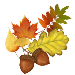 acorns and leaves © Siratus