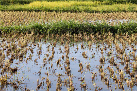 Harvested rice field with stubble reflecting in water, Cascades Region, Banfora, Burkina Faso