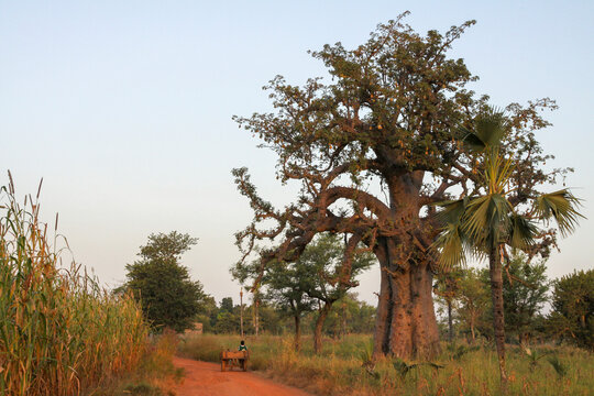 Baobab tree beside a red dirt road with people and a cart in the distance, Cascades Region, Banfora, Burkina Faso