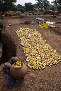 Corn cobs drying on the terrace roof of a soukala house in Lobi tribe with clay pots, Sud-Ouest Region, Gaoua, Burkina Faso