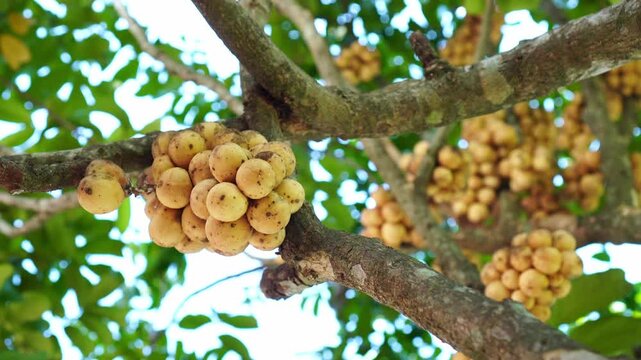 Close up of ripe longkong fruit cluster hanging on tree branch in tropical orchard. Fresh organic lansium domesticum, agriculture, tropical fruit, and nature concept.