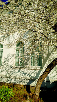 White flowering branches in front of a pale building