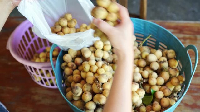 High angle view of person selecting and packing ripe longkong fruit from basket into plastic bag in orchard market. Fresh organic tropical fruit and agriculture concept.
