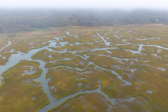 Sinuous channels meander through a beautiful salt marsh growing in Orleans, Massachusetts. Salt marshes are an incredibly important coastal habitat used by many species of fish, birds, and shellfish.