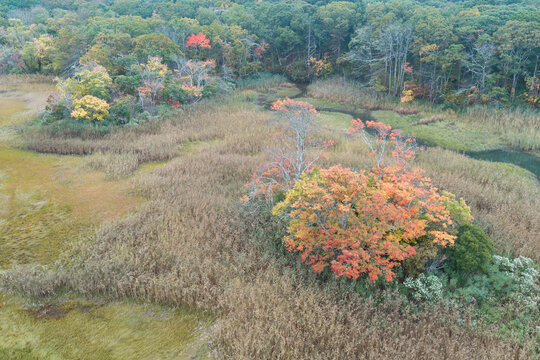 A salt marsh abuts a scenic forest on the coast of Cape Cod, Massachusetts. This beautiful destination is on the outer part of the sandy peninsula of Cape Cod, not far from the Atlantic Ocean.