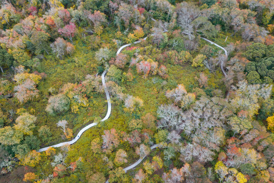 Colorful autumn foliage is found in a coastal forest on Cape Cod, Massachusetts. This scenic destination is on the outer part of Cape Cod, not far from the Atlantic Ocean.