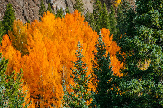 Vibrant autumn aspens and evergreens in Durango Colorado