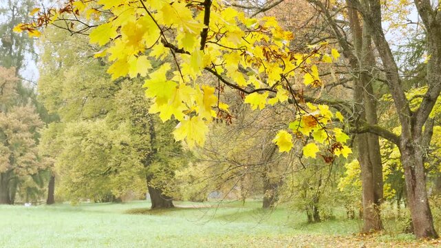 Yellow maple leaves sway gently on branches over a peaceful autumn meadow in Catherine Park, Pushkin. Recorded in slow motion, the vivid golden scene brings serene warmth and joy.
