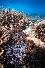 Pristine staghorn hard coral reef field in clear deep blue ocean water. © PIPE DIVE UNDERWATER