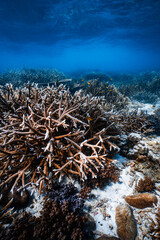 Pristine staghorn hard coral reef field in clear deep blue ocean water. © PIPE DIVE UNDERWATER