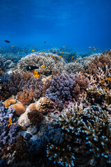 Vibrant soft coral and staghorn hard coral reef in deep blue ocean water. © PIPE DIVE UNDERWATER