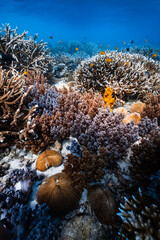 Vibrant soft coral and staghorn hard coral reef in deep blue ocean water. © PIPE DIVE UNDERWATER
