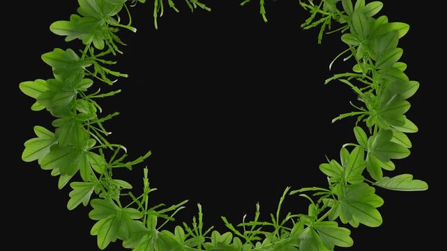 Green vine with heartshaped leaves forming circular wreath on black background
