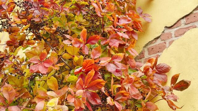 Bright autumn ivy leaves gently sway against an old yellow brick wall. The colorful foliage creates a peaceful, warm, and nostalgic feeling in Catherine Park, Pushkin in slow motion.