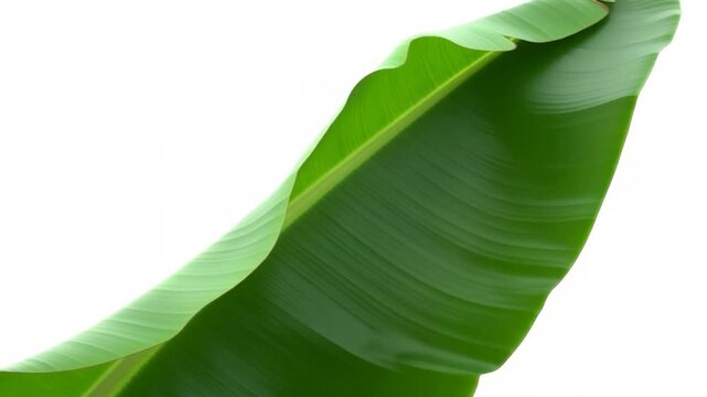 Green banana leaf with curved edges and visible veins isolated on white background