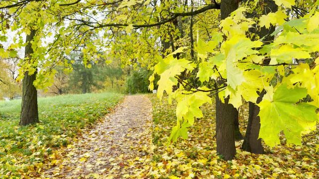 Bright yellow maple leaves hang over a peaceful path in Catherine Park, Pushkin. Filmed in slow motion, the soft autumn scene brings warm joy and calm.