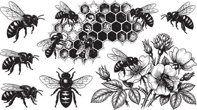 Set of Hand Drawn Vintage Honeybees, Honeycombs, and Flowers Isolated on White Background for Design Elements