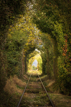 Railway tracks pass through a lush green tunnel of trees in an atmospheric forest landscape, creating a natural perspective with leading lines and soft sunlight.
