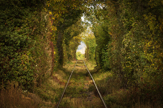 Railway tracks pass through a lush green tunnel of trees in an atmospheric forest landscape, creating a natural perspective with leading lines and soft sunlight.