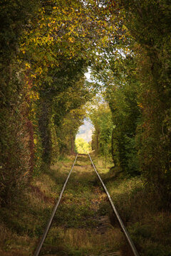Railway tracks pass through a lush green tunnel of trees in an atmospheric forest landscape, creating a natural perspective with leading lines and soft sunlight.