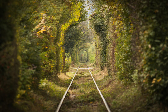 Railway tracks pass through a lush green tunnel of trees in an atmospheric forest landscape, creating a natural perspective with leading lines and soft sunlight.